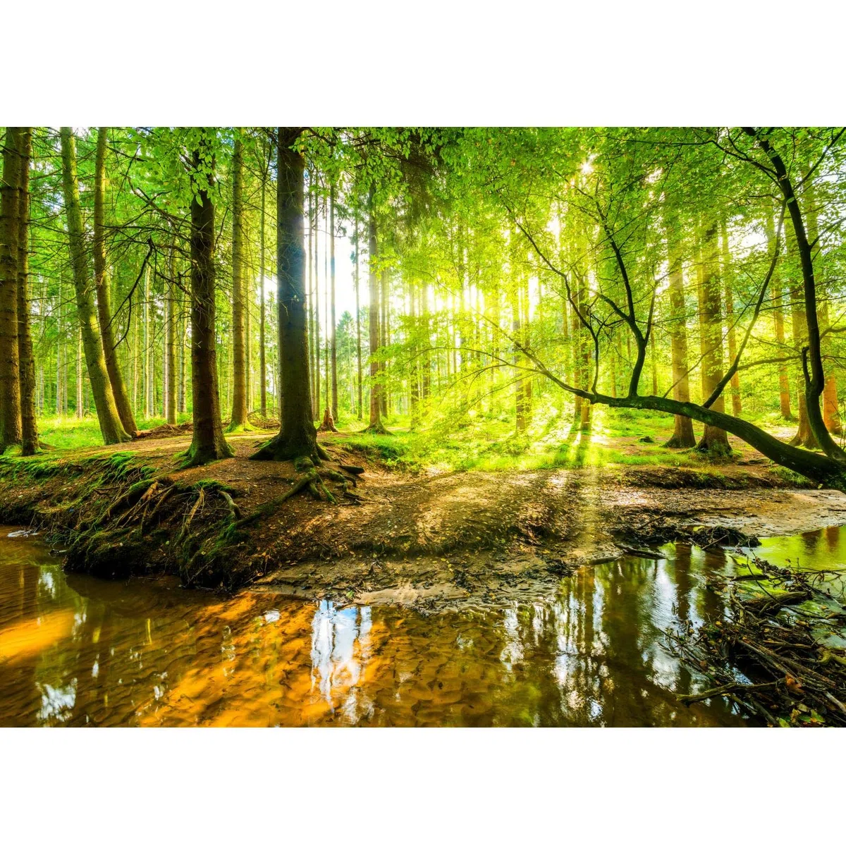 Runa Art Carta da parati fotografica foresta Vello Sfondo Murale XXL Moderne Decorazione Soggiorno Camera De Letto Sala Ufficio (308 x 220 cm, A)